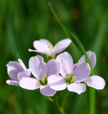 Wiesenschaumkraut-1.jpg